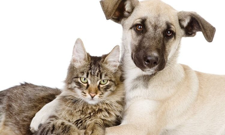 PREFEITURA RETOMARÁ CASTRAÇÃO DE ANIMAIS