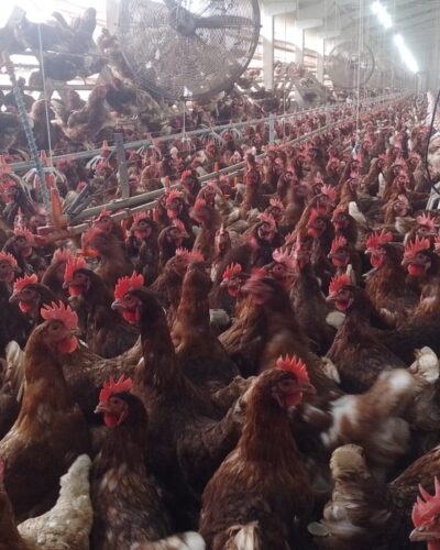 GRANJA NA VILA SAMPAIO TRABALHA NA PRODUÇÃO DE OVOS