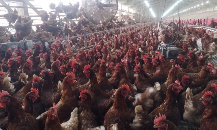 GRANJA NA VILA SAMPAIO TRABALHA NA PRODUÇÃO DE OVOS