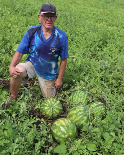 AGRICULTOR INICIA COLHEITA DA NOVA SAFRA DE MELANCIA