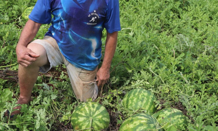 AGRICULTOR INICIA COLHEITA DA NOVA SAFRA DE MELANCIA