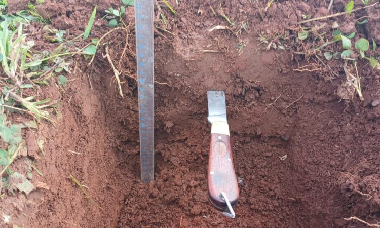 EMATER TRABALHA NA PRIMEIRA ETAPA DO TERRA FORTE