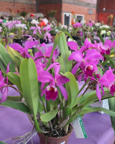 EXPOSIÇÃO REGIONAL REÚNE QUASE 400 ORQUÍDEAS