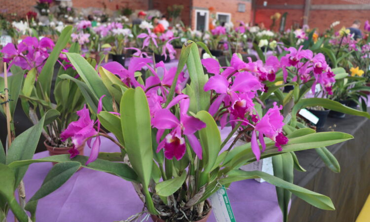 EXPOSIÇÃO REGIONAL REÚNE QUASE 400 ORQUÍDEAS