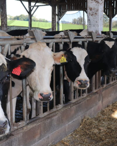 DECLARAÇÃO ANUAL DE ANIMAIS EM ANDAMENTO