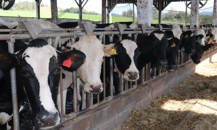 DECLARAÇÃO ANUAL DE ANIMAIS EM ANDAMENTO