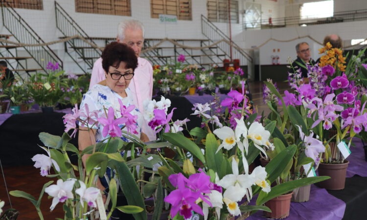 EXPOSIÇÃO DE ORQUÍDEAS NO GINÁSIO DA ESCOLA IRENO BOHN