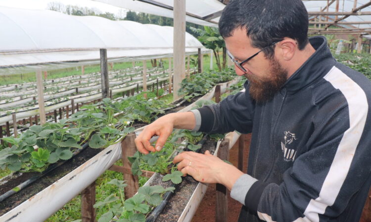PREJUÍZOS COM EXCESSO DE CHUVA E FALTA DE LUMINOSIDADE