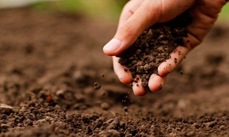 CONSERVAÇÃO DO SOLO E ÁGUA TEMA DE ‘TARDE DE CAMPO’