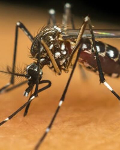 DOIS CASOS SUSPEITOS DE DENGUE NO MUNICÍPIO