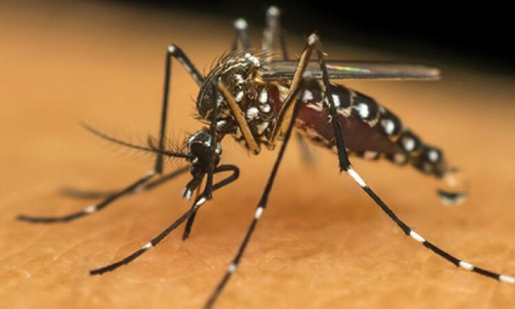 DOIS CASOS SUSPEITOS DE DENGUE NO MUNICÍPIO